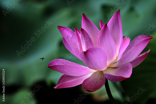 bee approach blooming lotus