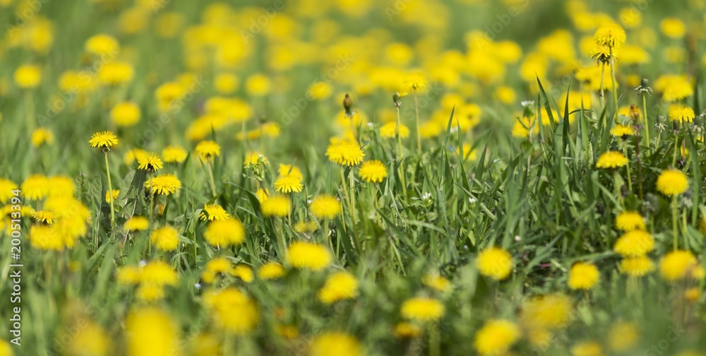 spring dandelions spring dandelions