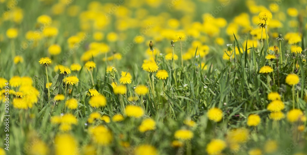 spring dandelions