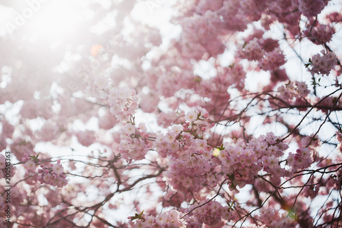Cherry blossoms in spring, back lit from sun with flares