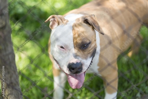 american staffordshire terrier