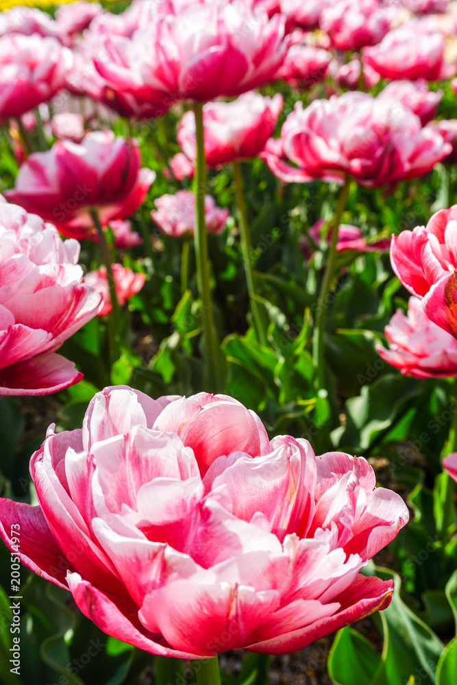 Double tulips - also known as peony tulips Double tulips - also known as peony tulips