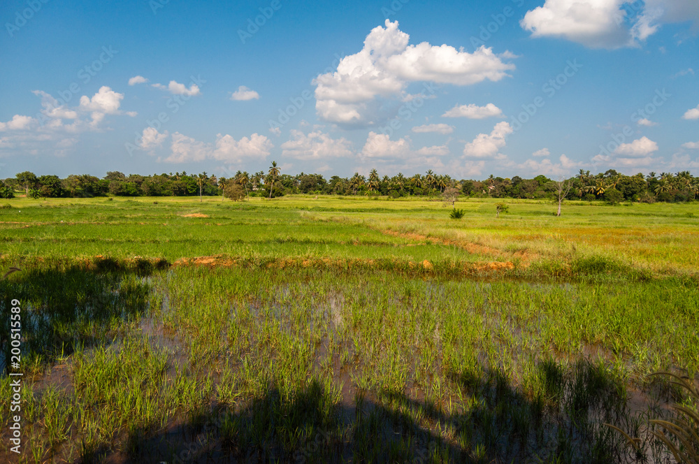 Rice fields in Sri lanka under blue sky.