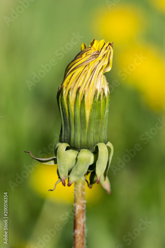 Fototapeta Naklejka Na Ścianę i Meble -  Bud of yellow dandelion flower, (Taraxacum officinale), macro photo.