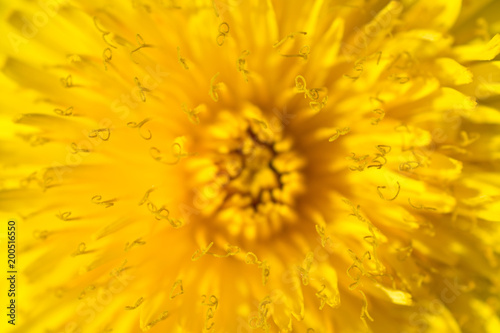 Macro of dandelion flower  abstract yellow background.