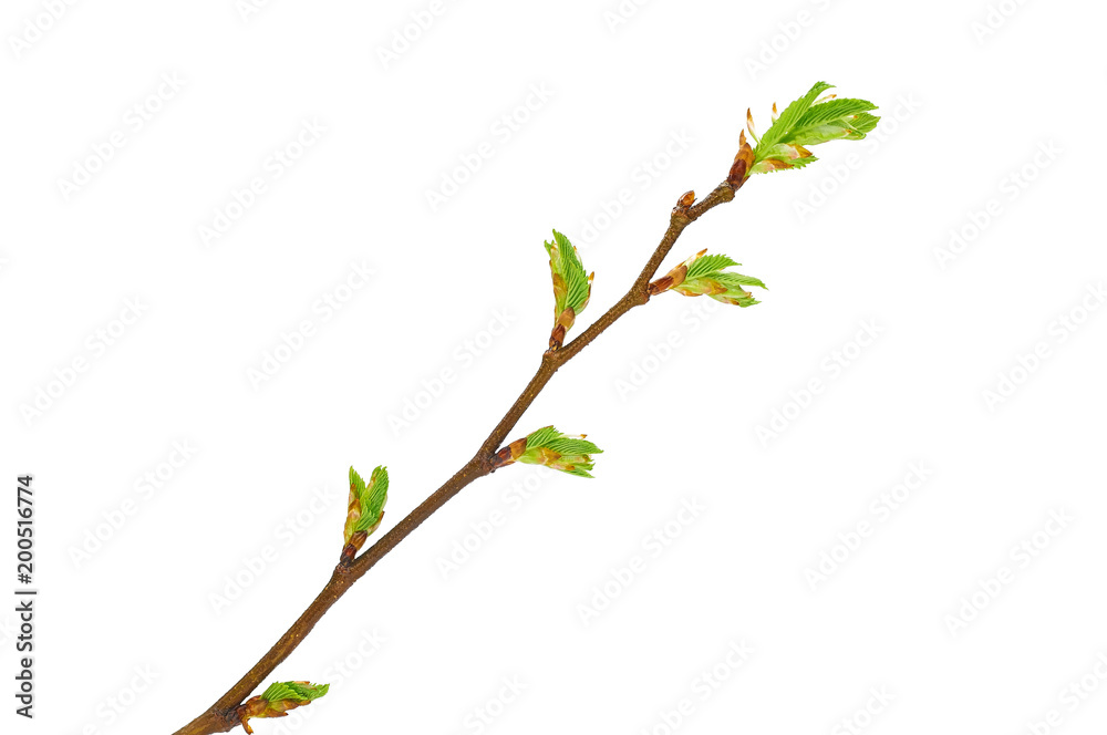 branch with kidney