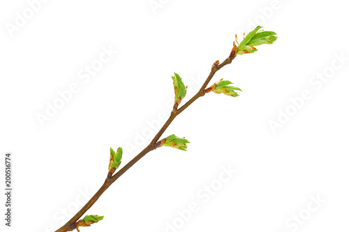 branch with kidney