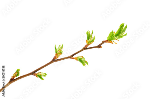 branch with kidney