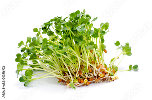 Bild auf Leinwand Alfalfa sprouts