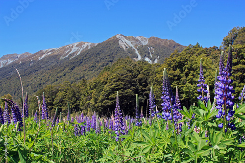 Lupinen vor Bergkulisse am Milfordsound, Neuseeland photo