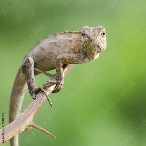 chameleon on tree branch