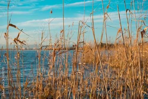 Fototapeta Naklejka Na Ścianę i Meble -  Sunset on the lake through the grass