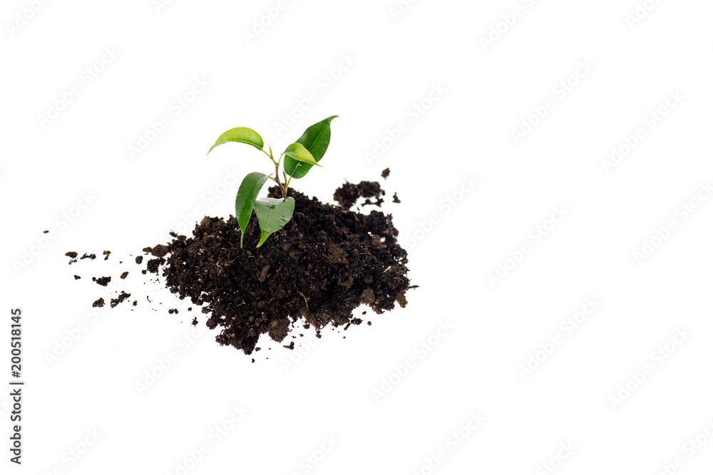 heap of ground with small green plant isolated on white heap of ground with small green plant isolated on white