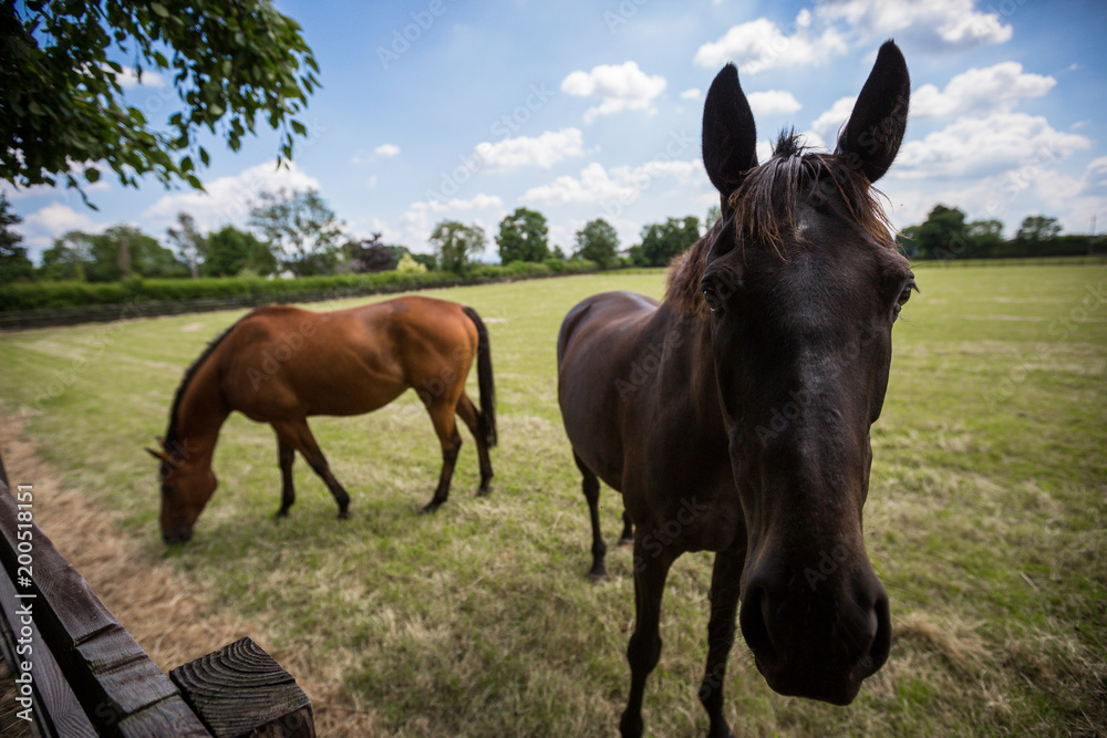 Two Horses In Field Together