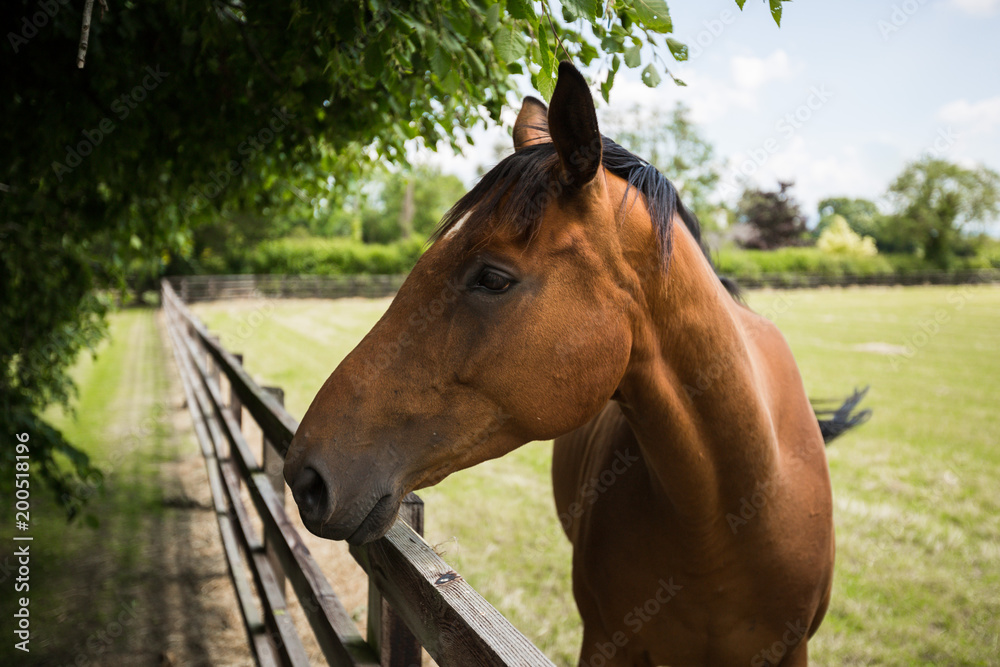 Naklejka premium Horse By Fence Under Tree