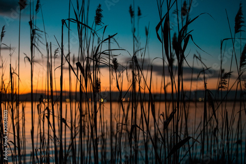Sunset on the lake through the grass