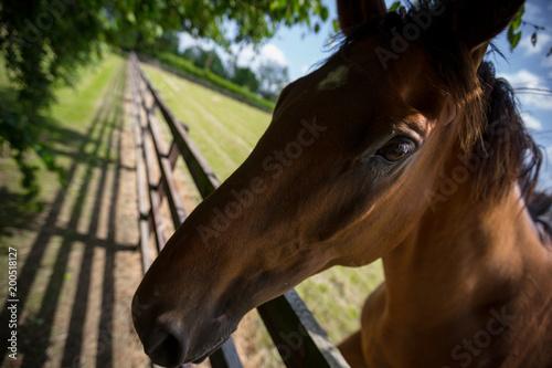 Close Up Of Horse By Fence