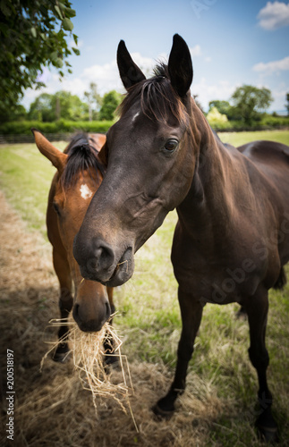 Two Horses Eating Hay In Summer Scene