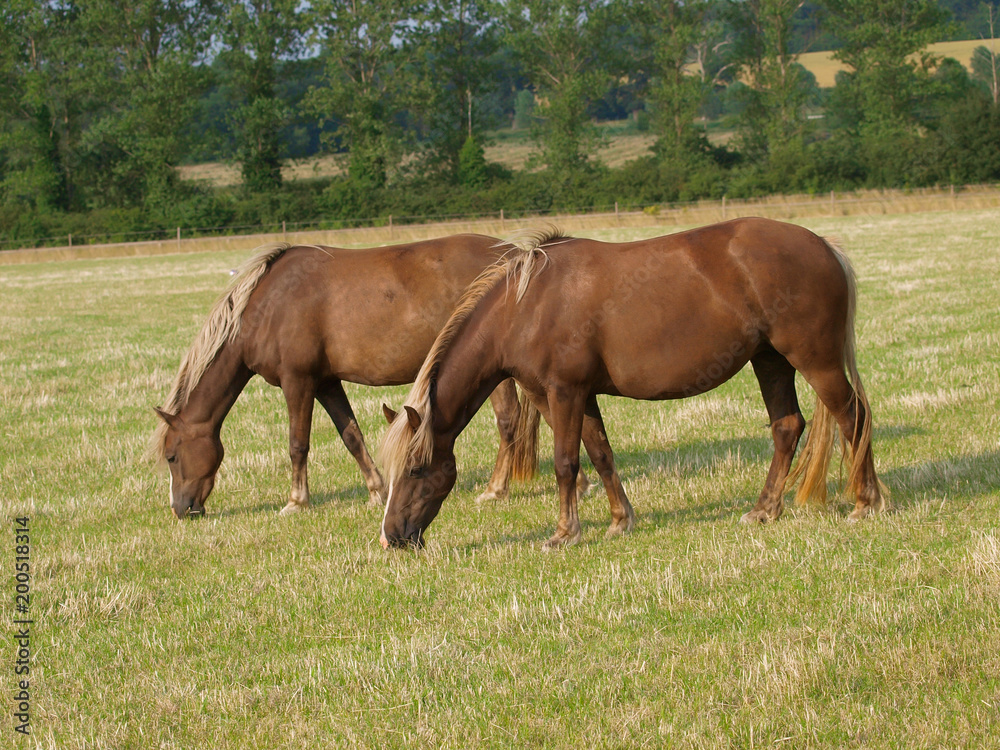 Group of Horses Group of Horses