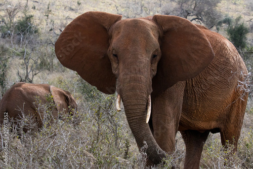 Mother Elephant Looking Right At You