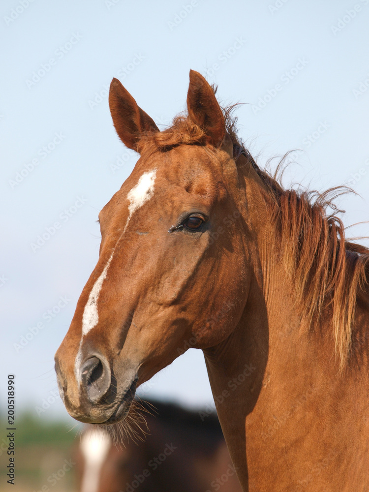 Obraz premium Single Horse Head Shot