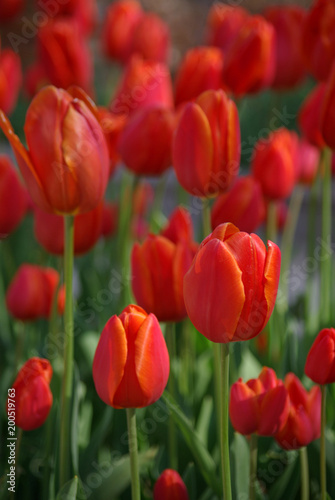 Tulipe rouge carmin au printemps au jardin