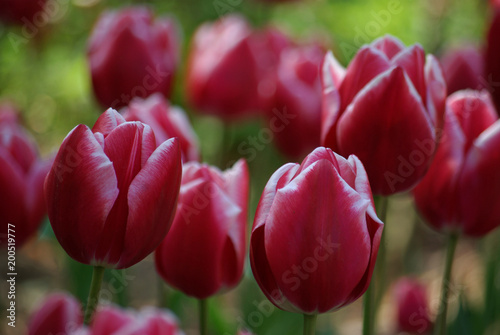 Tulipes rouges au jardin au printemps