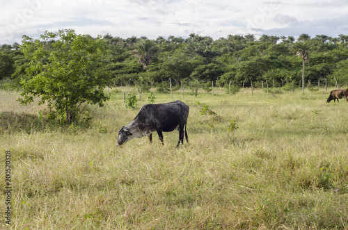 Vaca comendo no pasto