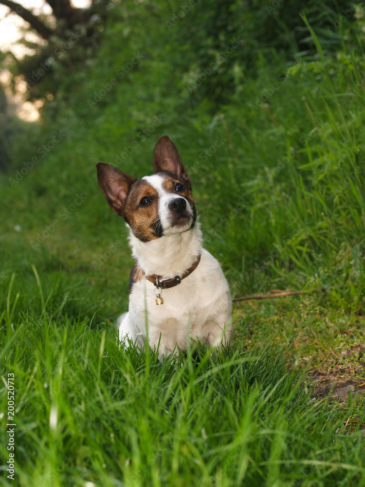 Cute Puppy