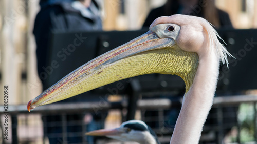 Great white or eastern white pelican, rosy pelican or white pelican, close-up view. photo