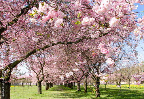 Fr  hlingserwachen  Gl  ck  Freude  Optimismus  Gl  ckwunsch  alles Liebe  zarte  duftende japanische Kirschbl  ten vor blauem Fr  hlingshimmel   