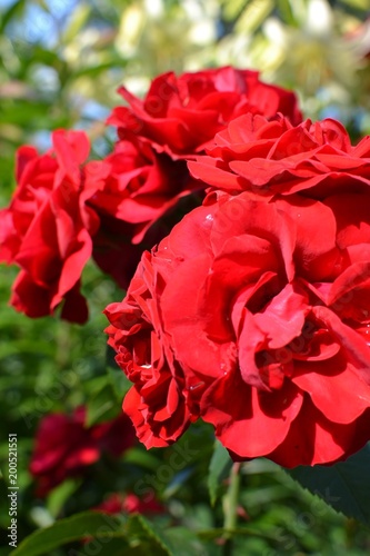 Red garden flowers © Ольга Паршина