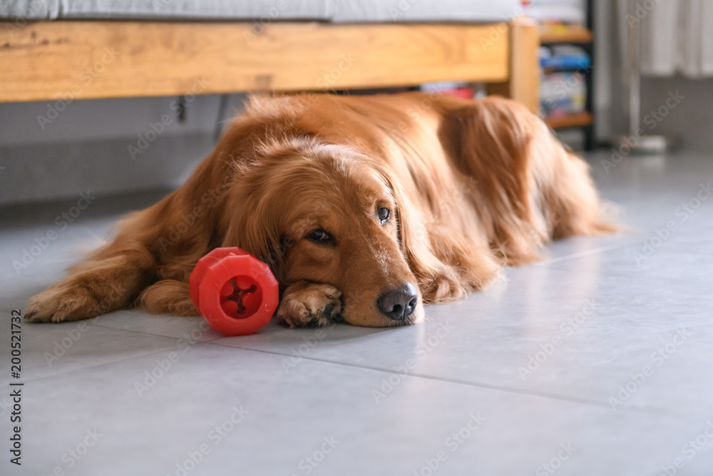 Cute golden retriever on the ground