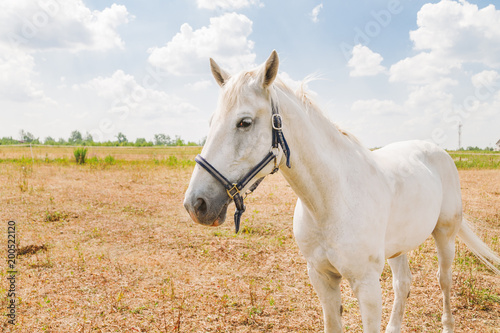 White horse on blue sky background. Beautiful domestic animal in sunny day.