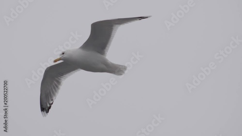 a gull flies against the sky