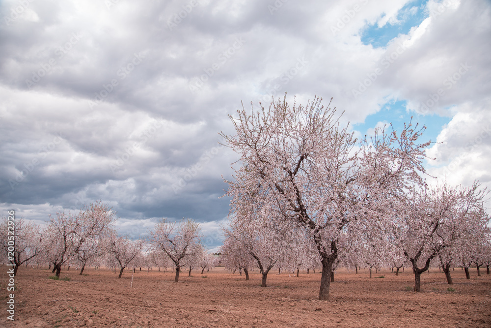 Almond trees in bloom in the district of matarrana in teruel spain Almond trees in bloom in the district of matarrana in teruel spain