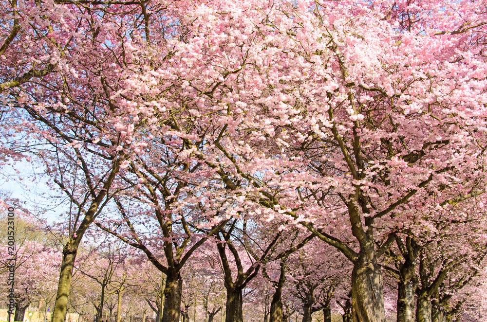 Frühlingserwachen, Glück, Freude, Sonne un Wärme genießen, Optimismus, Glückwunsch, alles Liebe: zarte, duftende japanische Kirschblüten vor blauem Frühlingshimmel :) 