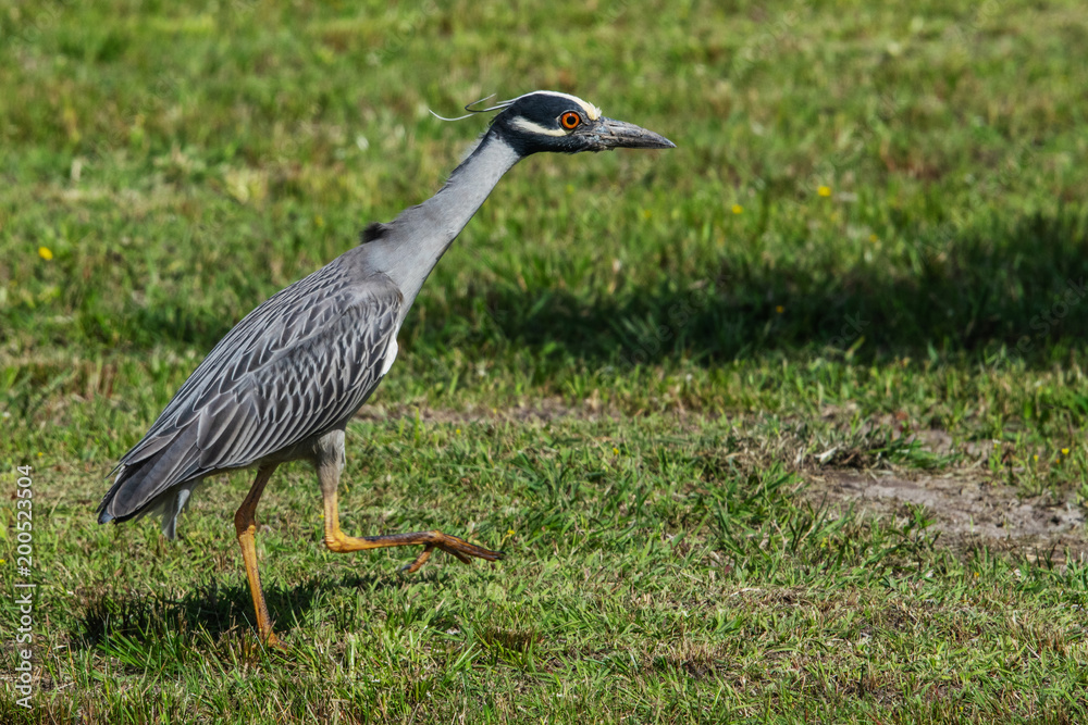 Fototapeta premium Yellow-crowned night heron on the move!