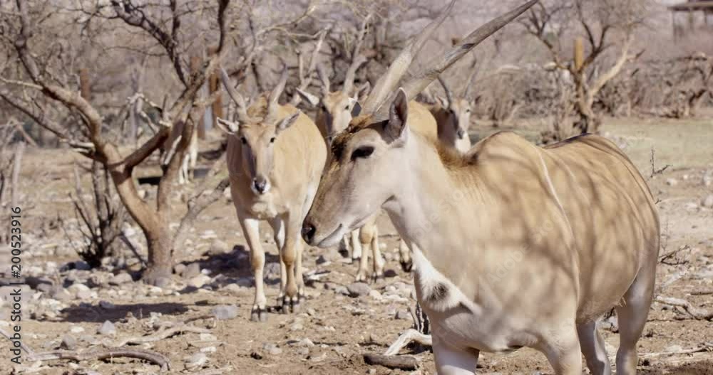 African Eland walks through camera frame - slow motion