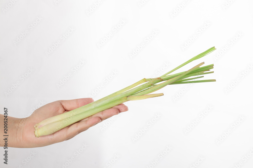 Hand holding lemon grass isolated on white background. Hand holding lemon grass isolated on white background.
