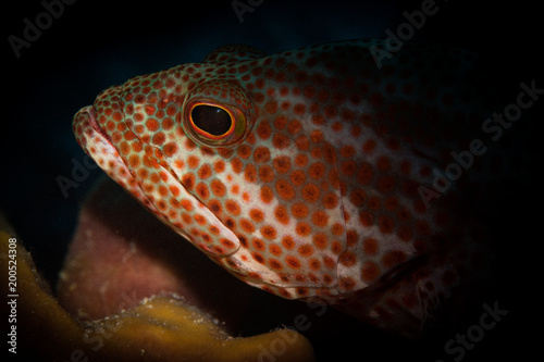 Grouper (Serranid) on the reef on the island of Bonaire, Netherlands Antilles