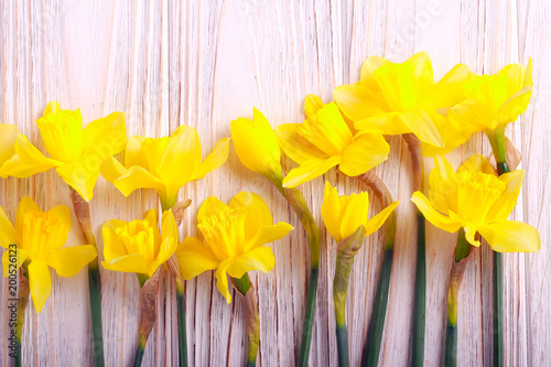 Fototapeta Naklejka Na Ścianę i Meble -  Yellow daffodils flowers