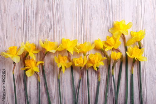 Fototapeta Naklejka Na Ścianę i Meble -  Yellow daffodils flowers