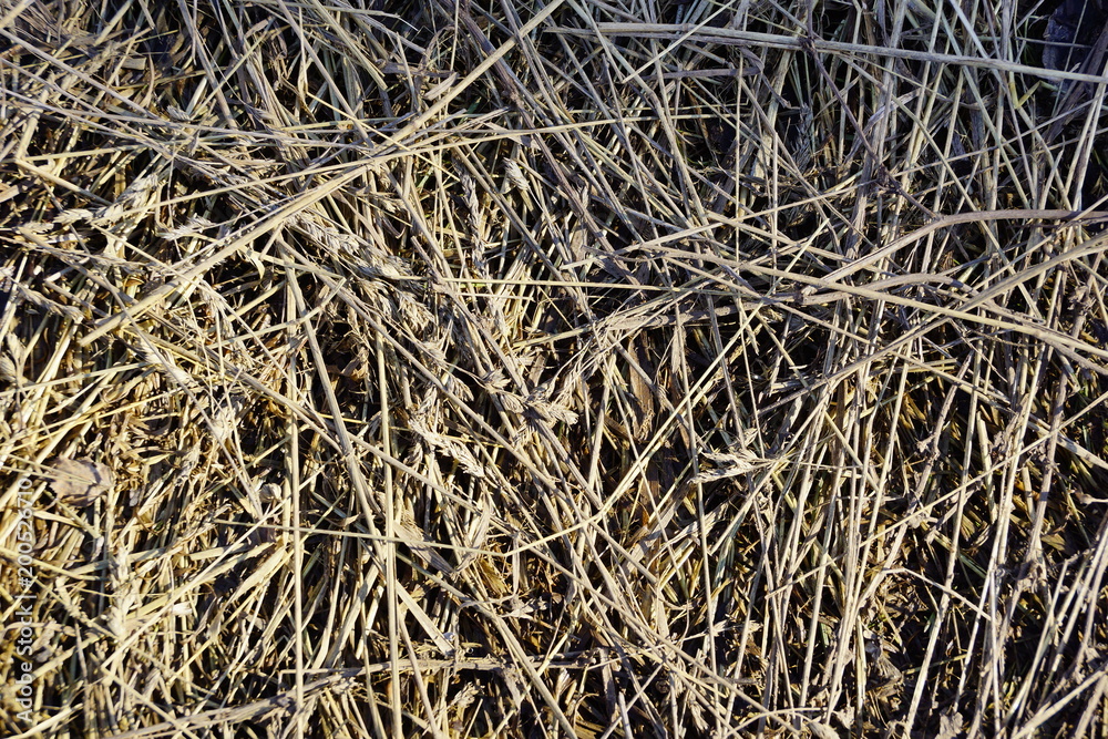 old grass straw texture background. spring natural texture of dry grass. old grass straw texture background. spring natural texture of dry grass.