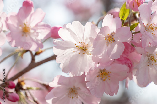 Cherry blossoms of late bloom