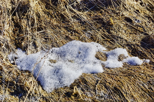 old grass straw and melting snow texture background. spring natural texture of dry grass. photo