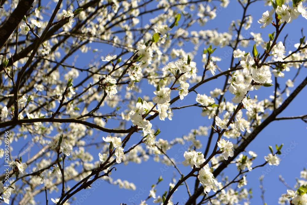 white spring flowers on a tree white spring flowers on a tree