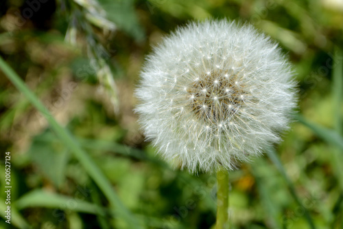 dandelion