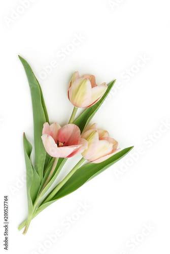 Tulpen auf wei  em Hintergrund