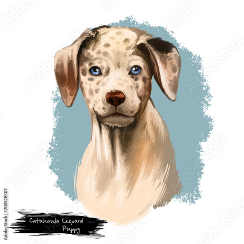 Catahoula Leopard dog breed isolated on white digital art illustration. Catahoula Cur American dog breed  Leopard Dog Louisiana. Cute pet hand drawn portrait. Graphic clipart design realistic animal
